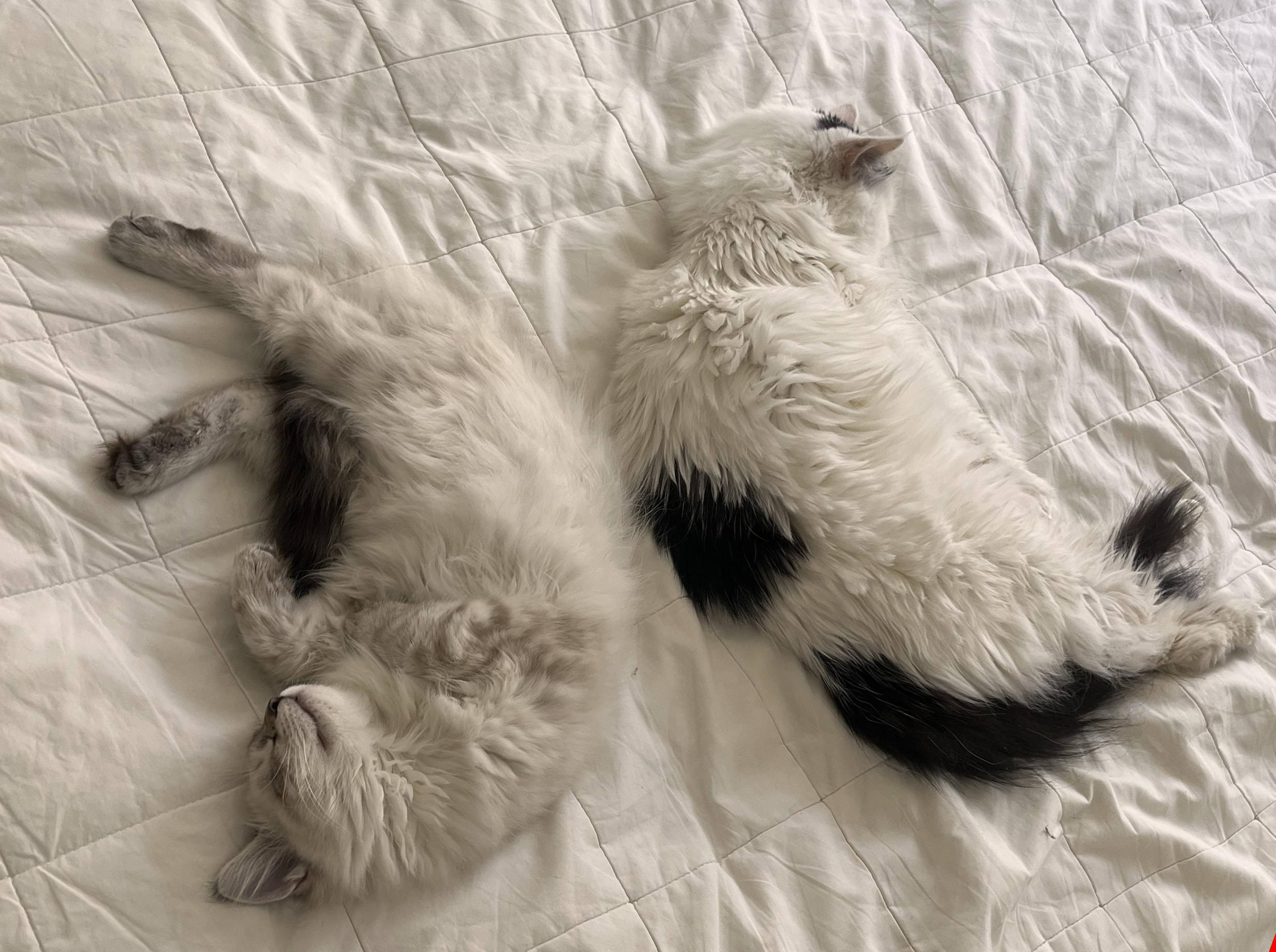 NEM Reiko o SIB Quadea